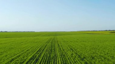 Kolza tohumu tarlasının yakınlarında buğday filizleri üzerinde uçmak. Kırsal.