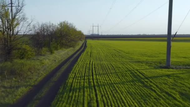 Vuelo Sobre Brotes Trigo Campo Colza Campo Campo Cerca Carretera — Vídeo de stock