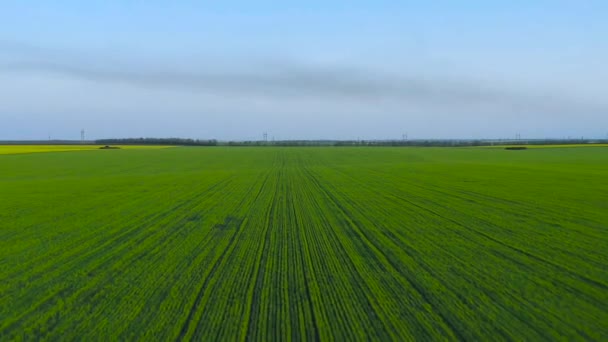 Vuelo Sobre Brotes Trigo Cerca Del Campo Colza Zona Rural — Vídeo de stock