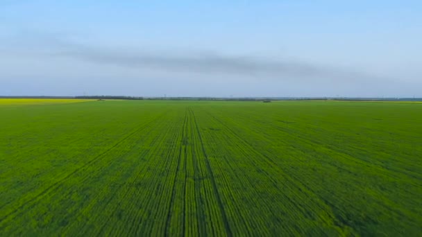 Lot Nad Kiełkami Pszenicy Pobliżu Pola Rzepaku Kraj Wiejski — Wideo stockowe