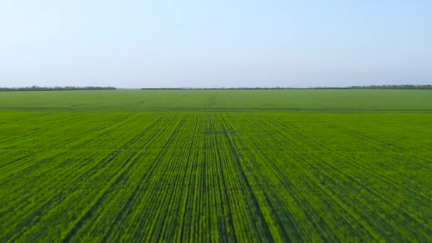菜種畑の近くで小麦の芽の上を飛行する 田舎だ — ストック動画