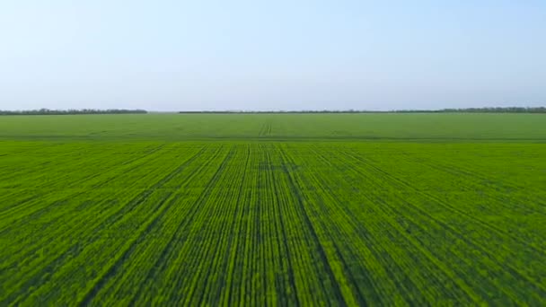 Lot Nad Kiełkami Pszenicy Pobliżu Pola Rzepaku Kraj Wiejski — Wideo stockowe