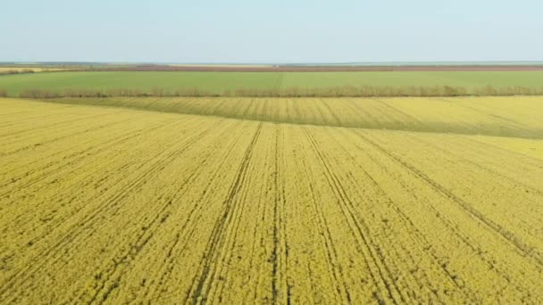 Piękne Kwitnące Żółte Pole Rzepaku Wiosnę Lecąc Nad Piękną Łąką — Wideo stockowe