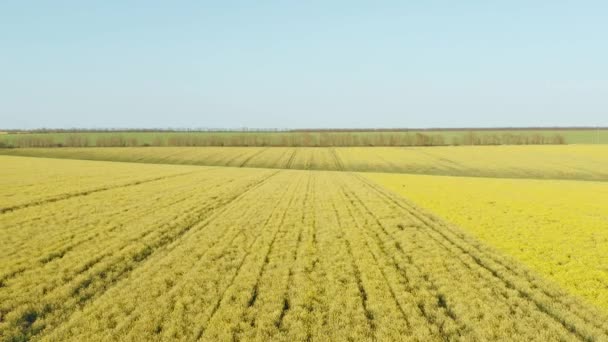 Piękne Kwitnące Żółte Pole Rzepaku Wiosnę Lecąc Nad Piękną Łąką — Wideo stockowe