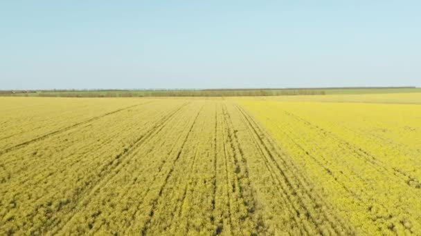 Belo Campo Amarelo Colza Florescendo Primavera Voando Sobre Belo Prado — Vídeo de Stock