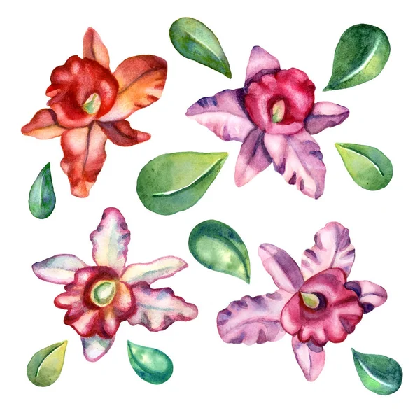 Акварельні Квіти Листя Орхідеї — стокове фото
