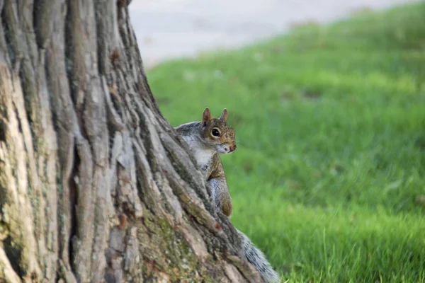 Wiewiórka szara na drzewie właśnie ciekaw — Zdjęcie stockowe