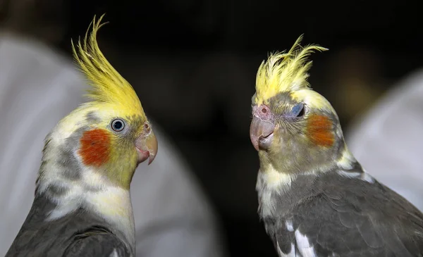 Two cockatiels close-up — Stock Photo, Image