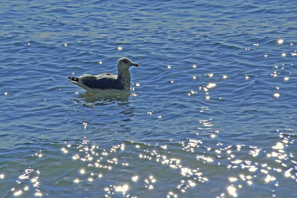 Oldalnézetből egy felnőtt ezüstsirály úszó a víz — Stock Fotó