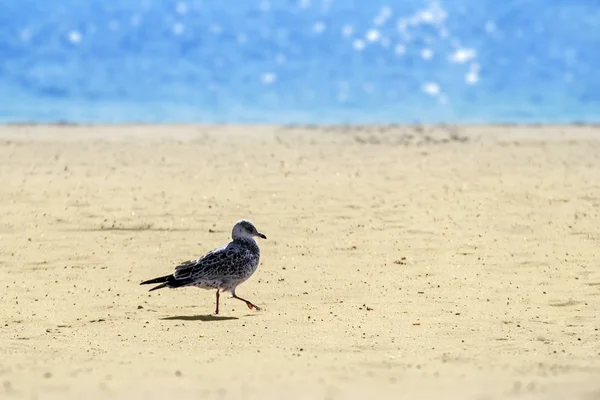 Gaivota caminha na areia na praia — Fotografia de Stock