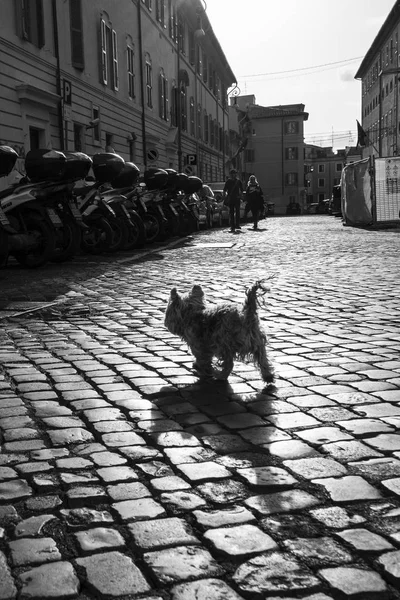 Roma, Italia - 18 de noviembre de 2016: un pequeño perrito corre por la calle de adoquines y le echa sombra. fotografía en blanco y negro — Foto de Stock