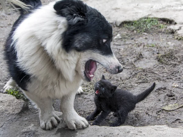 small black cat fight with a dog