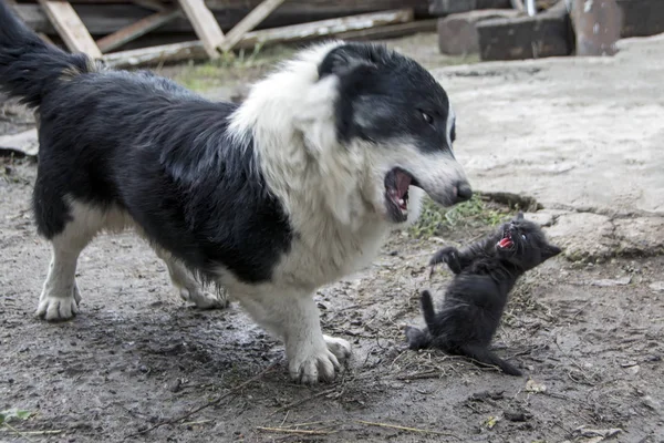 small black cat fight with a dog