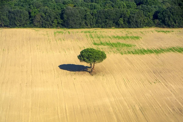 収穫のフィールドの真ん中に一本の木の空撮 — ストック写真