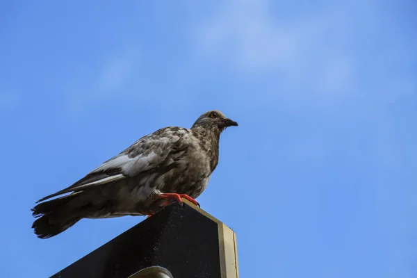 Pigeon Billboard Vivid Bright Blue Sky Sunlight — Stock Photo, Image