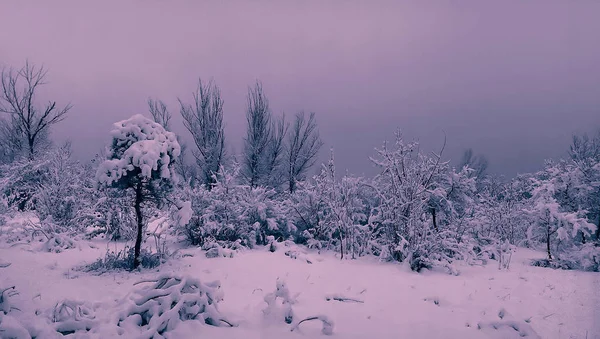 Winterlandschap Met Zonsondergang Het Bos — Stockfoto
