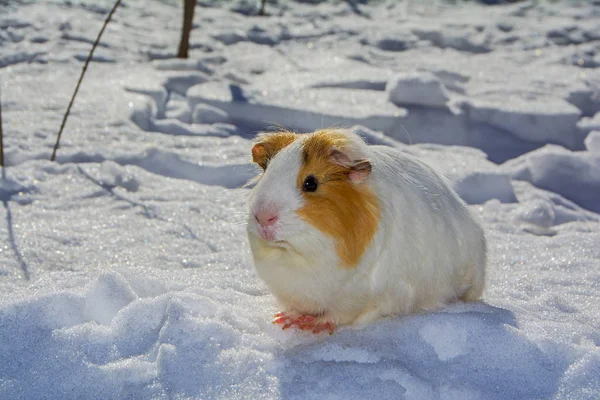 白い雪の上に座ってかわいいモルモット — ストック写真