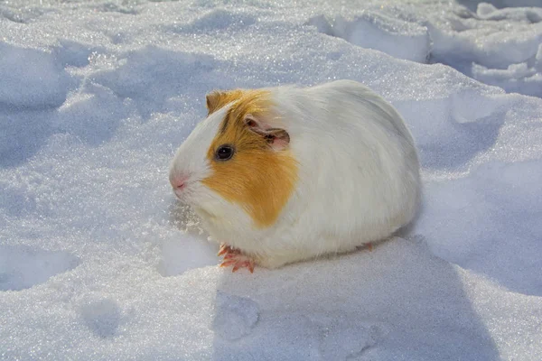 cute guinea pig sitting on white snow