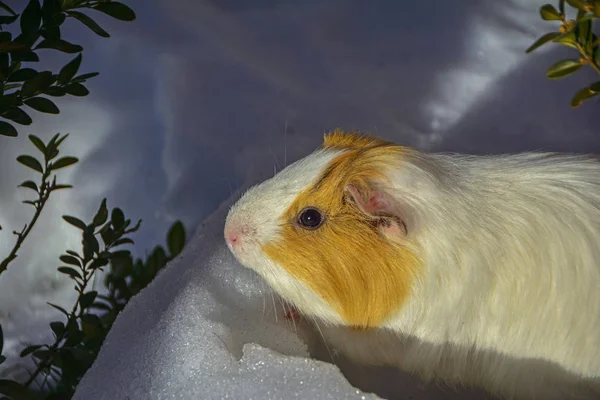 cute guinea pig sitting on white snow