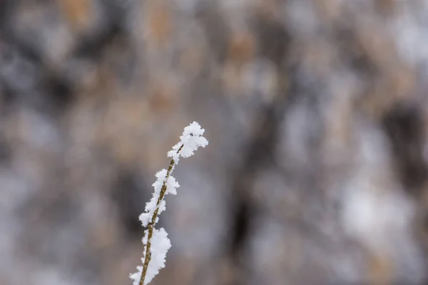 Gren Träd Omfattas Frost Närbild — Stockfoto