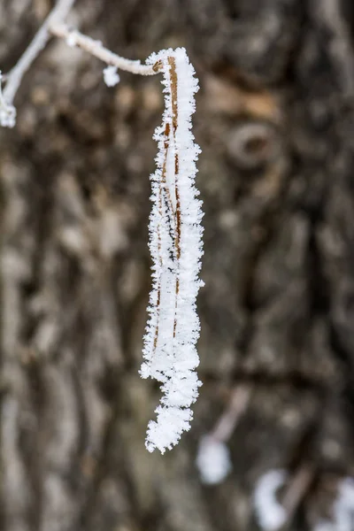 Branch Tree Covered Frost Closeup — Stock Photo, Image