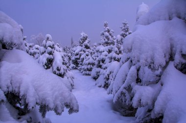 Ladin tarafından kar kış dağlarda günbatımı, kar fırtınası sonra köknar ağacı, güzel gündoğumu kaplı ağır ve aşırı kış