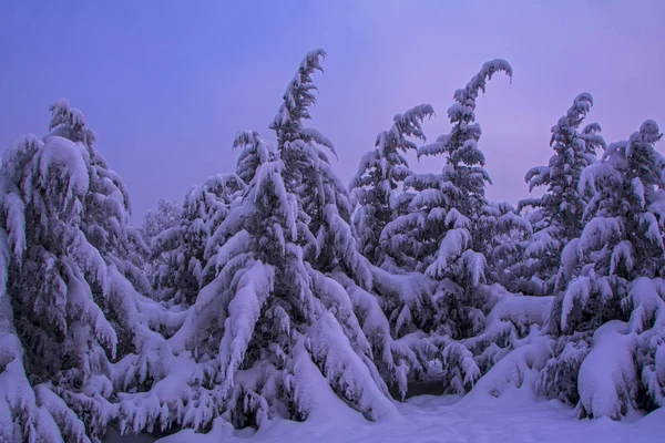 Spruce covered by snow at sunset, fir tree after snowstorm, beautiful sunrise in winter mountains,severe and extreme winter