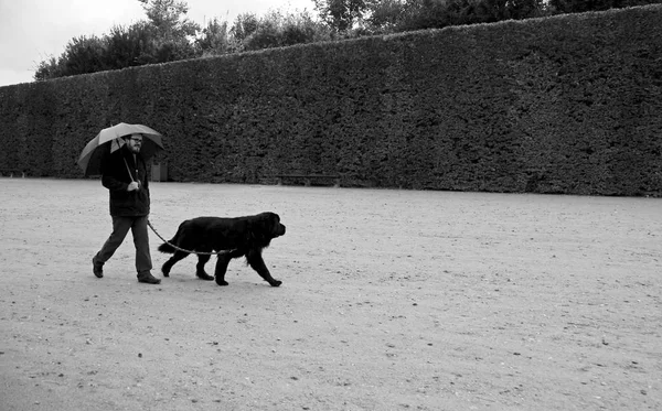 프랑스, 베 르 사 이유-2008 년 10 월 3 일: 샤토 드 베르사유 정원 또는 ile-de-France 베르사유 궁전에서 도보로 우산과 블랙 뉴펀들랜드와 남자의 흑백 사진 — 스톡 사진