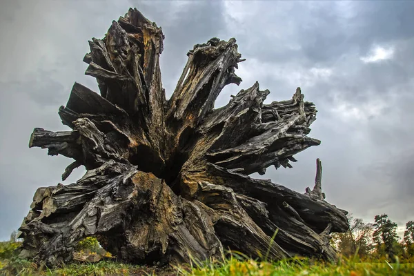 Remarkable trees of the park of Versailles. Strain of the oak of Marie Antoinette, The strain of the Dean of trees in the park — Stock Photo, Image