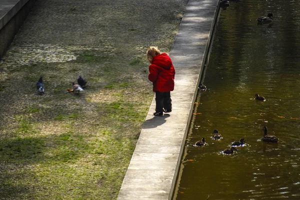 Kırmızı Ceket Yürüme Küçük Kız Arasında Güvercinler Ördekler Bir Şehir — Stok fotoğraf