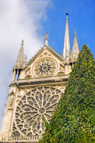 Θολή πρόσοψη της Notre Dame de Paris βρίσκεται κατά μήκος του ποταμού Σηκουάνα στο φόντο του coniform πράσινο δέντρο. Παρίσι, Γαλλία — Φωτογραφία Αρχείου