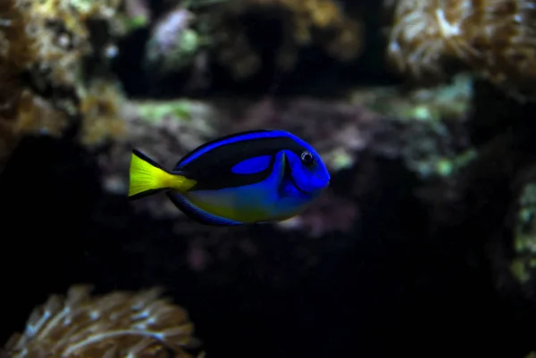 Poisson bleu tropical également connu sous les noms de Palette Surgeonfish, Hippo Tang, Hepatus Tang, Blue Surgeonfish, et Regal Tang — Photo