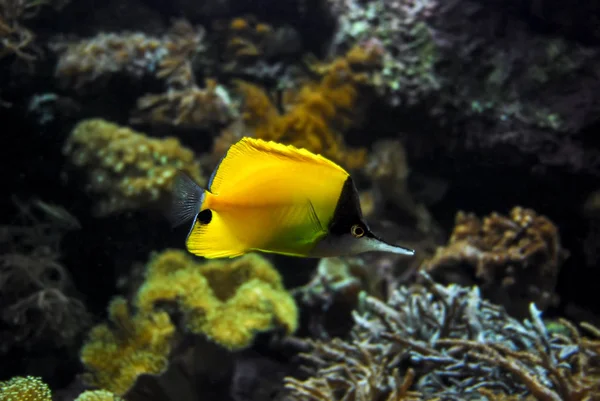 Long-beaked butterflyfish, longnose butterflyfish (Forcipiger flavissimus), swimming — Stock Photo, Image
