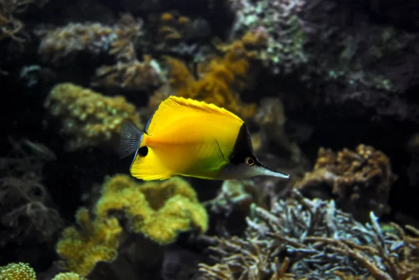 Prakolczatka butterflyfish, longnose butterflyfish (Forcipiger flavissimus), pływanie — Zdjęcie stockowe