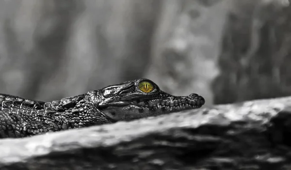 Petit crocodile gros plan tête. photographie noir et blanc avec oeil coloré — Photo