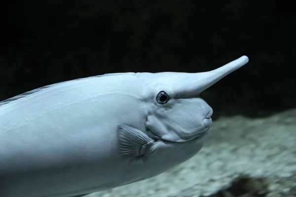 Unicorn Tang fish — Stock Photo, Image