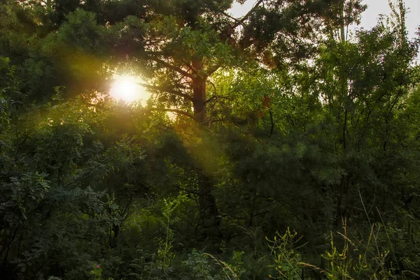 Işık Önümüzdeki Atmak Ağaçları Ile Yeşil Ormanda Güzel Gün Batımı — Stok fotoğraf