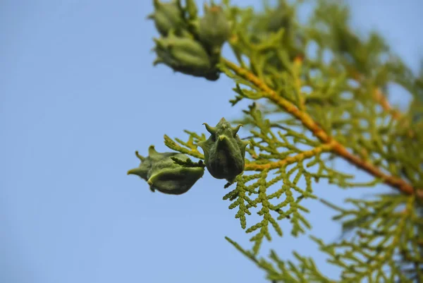 Närbild Vacker Juniper Trädgren — Stockfoto