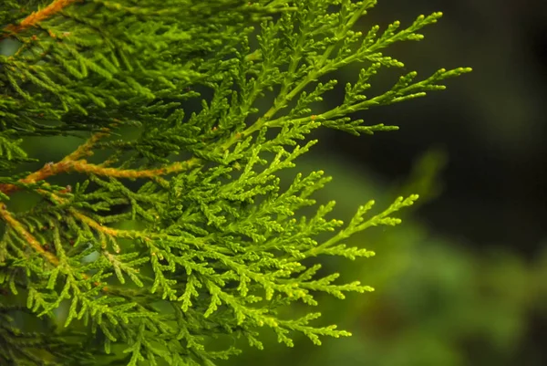 Juniper zielona gałąź się na niewyraźne tło, ogród botaniczny, Erywań, Armenia — Zdjęcie stockowe