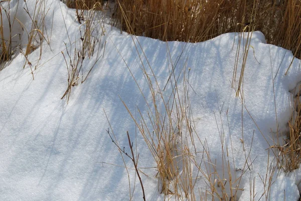 Snö yta och torrt gräs med långa skuggor. Naturlig bakgrund — Stockfoto