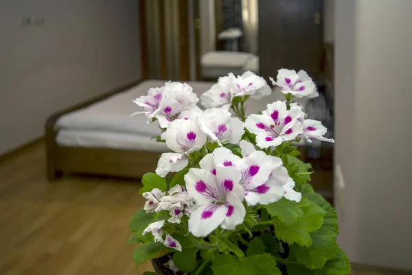 Graziosa Royal White Geranium flowers with modern apartment bedroom on blurred background. Luxury apartment with stylish modern interior design