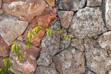 büyük varicolored duvar kesme taş üzerinde yeşil yabani üzüm büyür