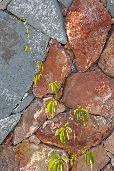 Mur massif varicolore de pierre taillée sur laquelle pousse le raisin sauvage vert — Photo