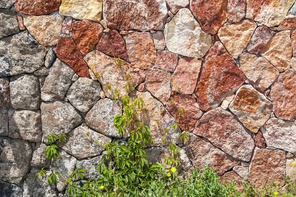 Массивная разноцветная стена из разрезанного камня, на которой растет зеленый дикий виноград — стоковое фото