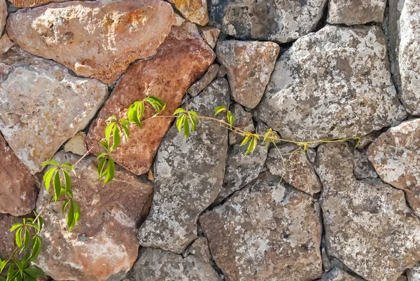 Masiva pared varicolor de piedra cortada en la que crece la uva silvestre verde — Foto de Stock
