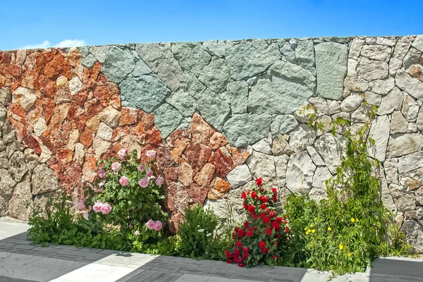 Rose rosse e rosa fioriscono contro massiccio muro varicolore di pietra tagliata su cui cresce l'uva selvatica verde — Foto Stock