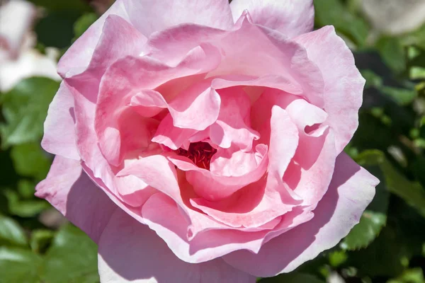 绿色花园中的粉红色玫瑰花 — 图库照片