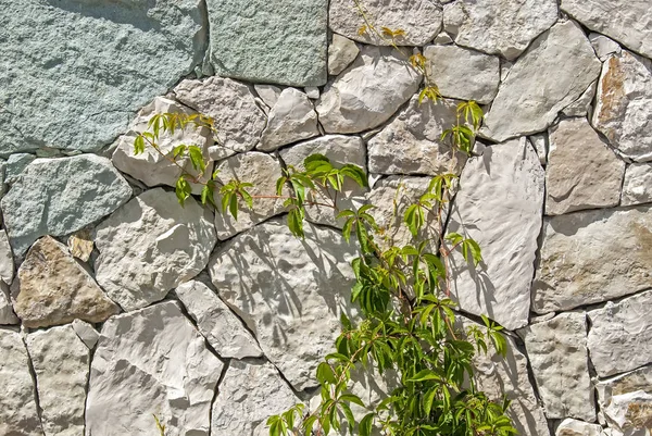 Μαζική ενώ τοίχο από πέτρα περικοπών στις οποίες μεγαλώνει άγρια πράσινα σταφύλια — Φωτογραφία Αρχείου