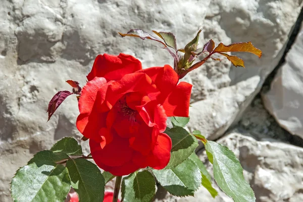 红色玫瑰花对切割的石头背景的巨大的墙壁 — 图库照片
