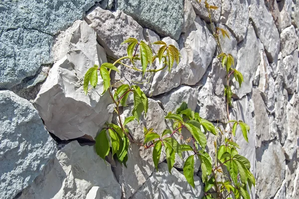 Mur massif varicolore de pierre taillée sur laquelle pousse le raisin sauvage vert — Photo